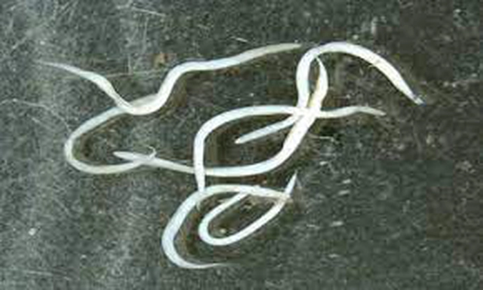 viermi intestinali albi