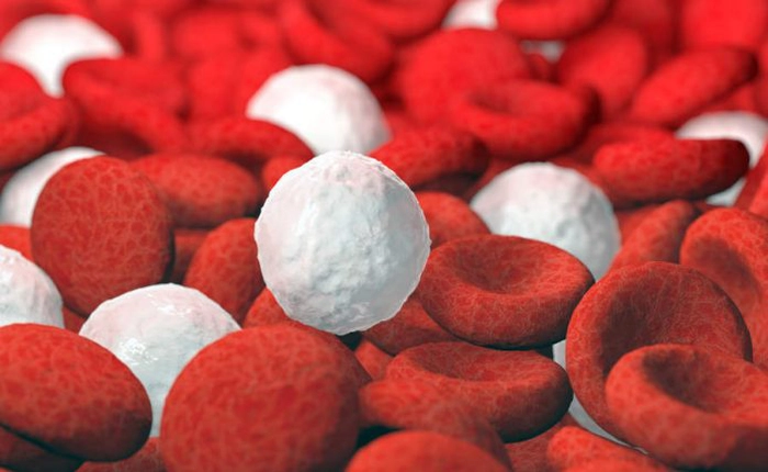 garfică leucocite