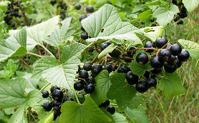 coacaze negre pe ciorchine