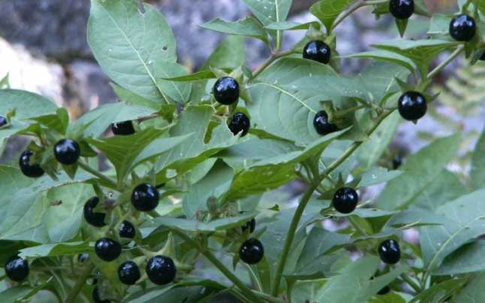 fructe de nebunele coapte