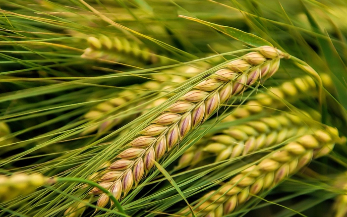 triticale intr-un camp