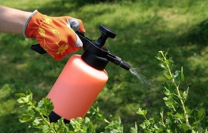 persoana care tine in mana un pulverizator si stropeste plantele cu insecticid
