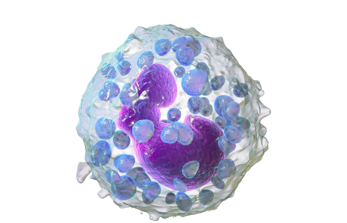 molecula de bazofile la nivelul microscopului