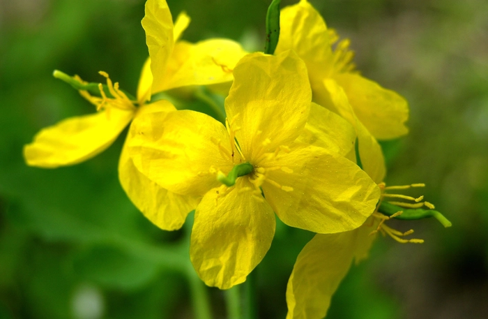 flori de rostopască