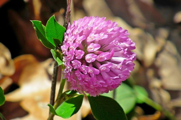 floare de lucerna