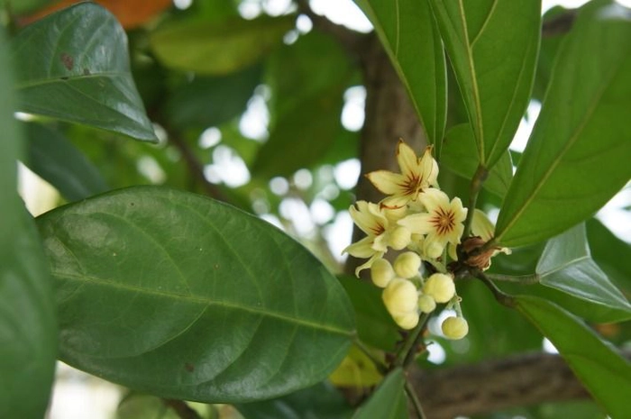 Floare de cola din copacul Cola Nitida