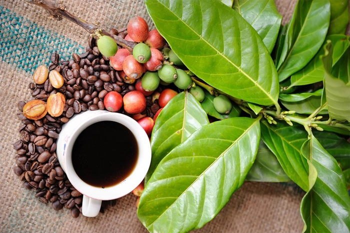 cana cu cafea langa boabe de cafea