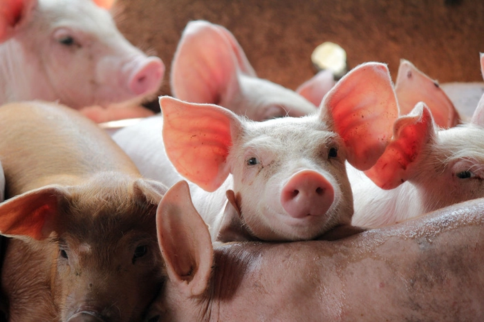 o fermă de porci