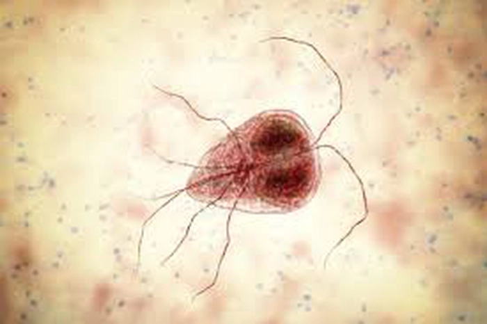 giardia la microscop