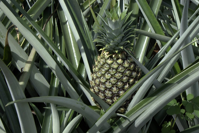 un ananas care creste