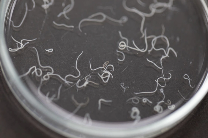 mai multi viermisori intestinale intr-un recipient de laborator