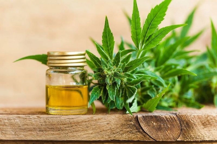 un recipient cu ulei de canepa langa planta