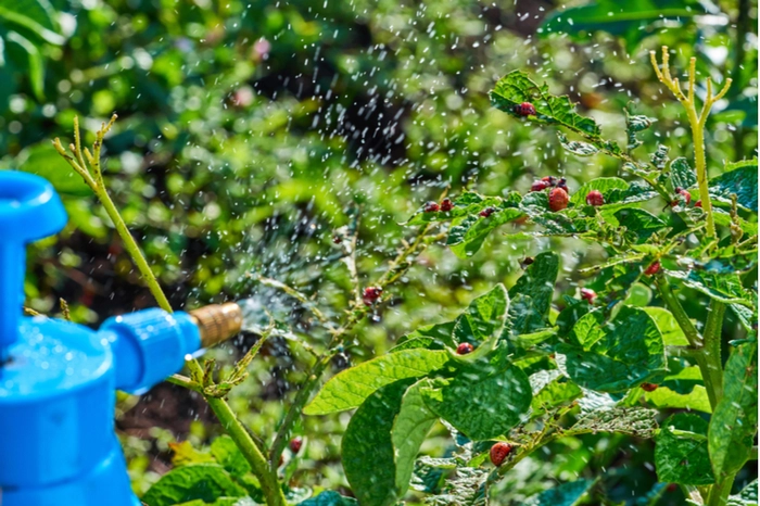 un pulverizator care stropeste plante cu insecticid
