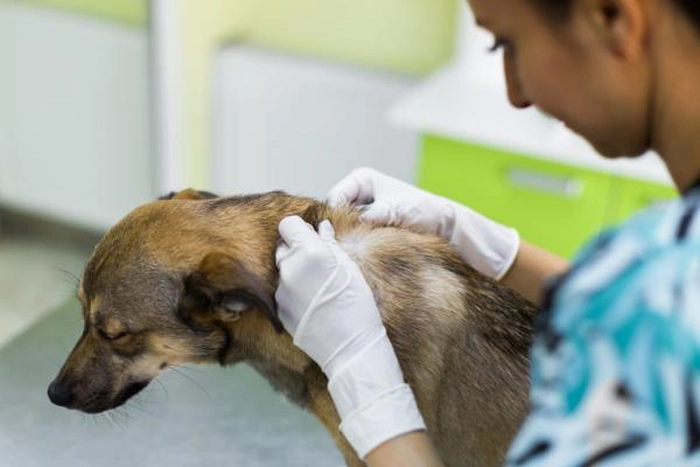 mainele unui veterinar ce verifica blana unui caine