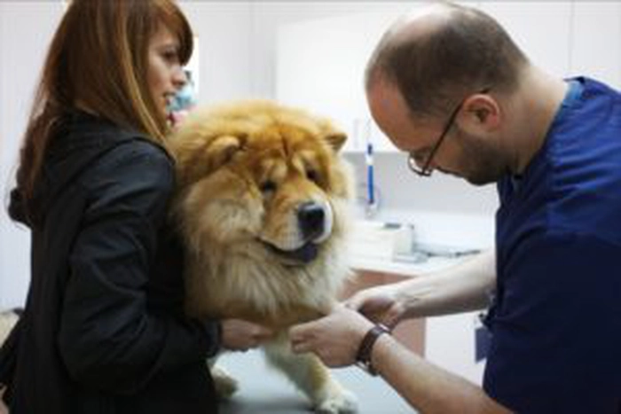 catel controlat de medicul veterinar