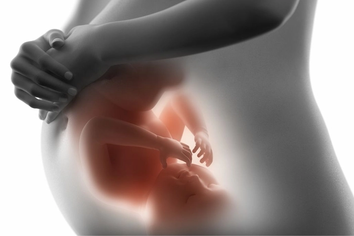 grafica in care se observa o femeie insarcinata si copilul in dezvoltare
