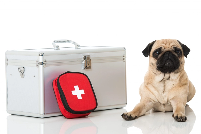 un câine și o trusă medicală