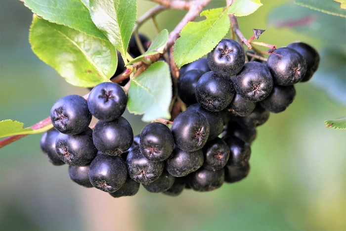 fructe de aronia pe crenguta