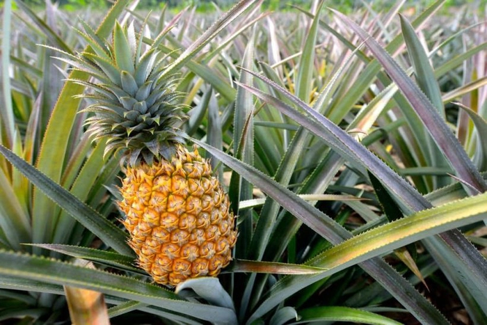 un ananas copt care creste