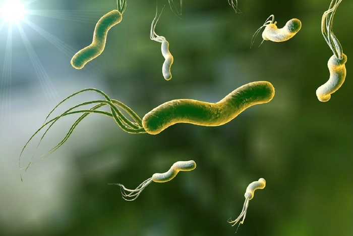 mai multe bacterii de helicobacter pylori