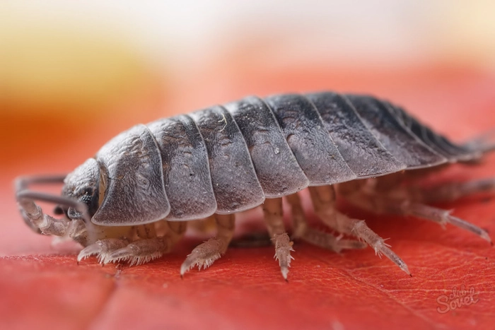 o insecta de casa