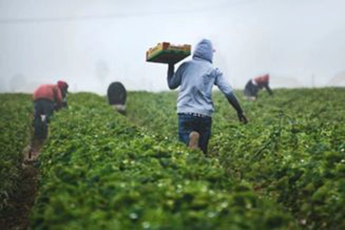 persoana care cara o ladita si alti oameni in agricultura