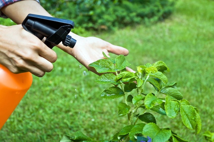 persoana care aplica insecticid pe o planta