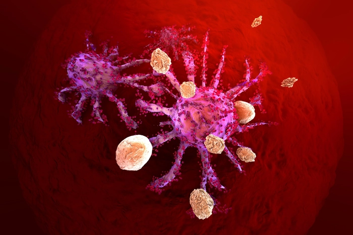 limfocite marite la nivelul microscopului