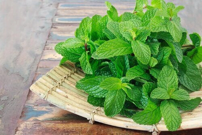 frunze de menta pe un suport
