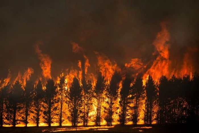 incendiu de vegetatie