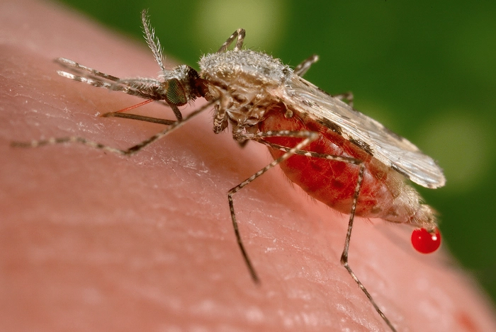  imagine macro cu un tantar care inteapa epiderma unei persoane