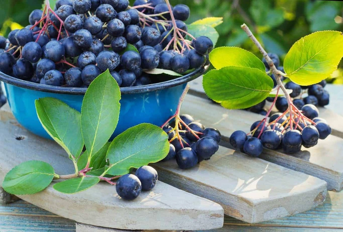 fructe de aronia intr-un bol