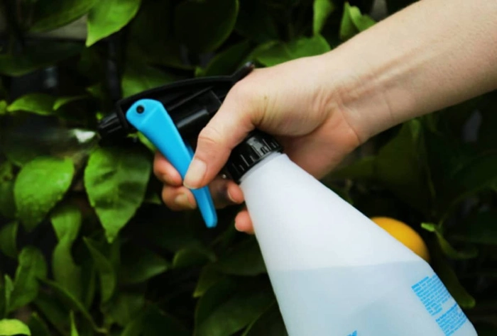 persoana care aplica insecticid pe o planta