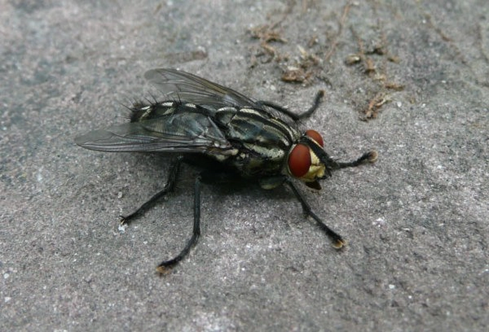 un tăun