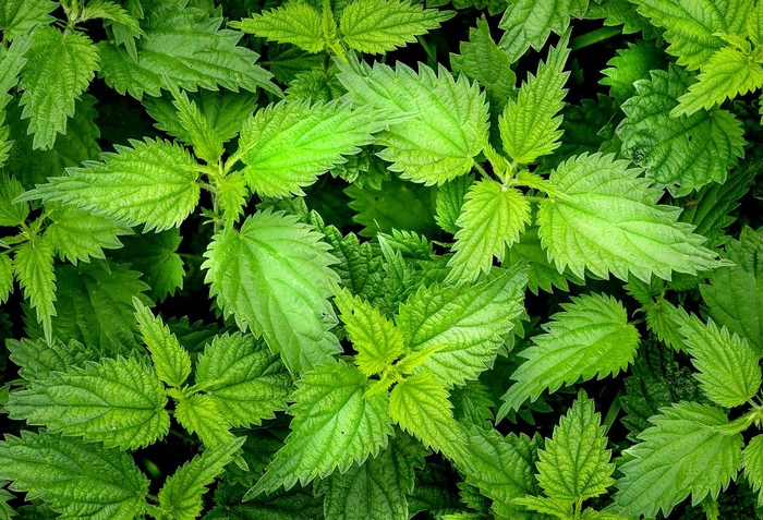 urzica proaspata si verde