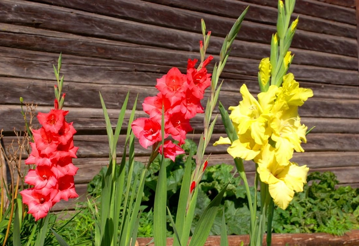 o gladiola inflorita in gradina