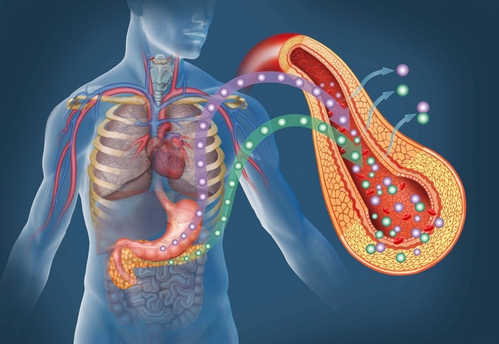 grafica localizare pancreas in corpul uman si pancreas prezentat amanuntit