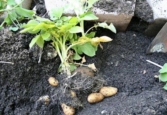 cultivarea și recoltarea cartofilor