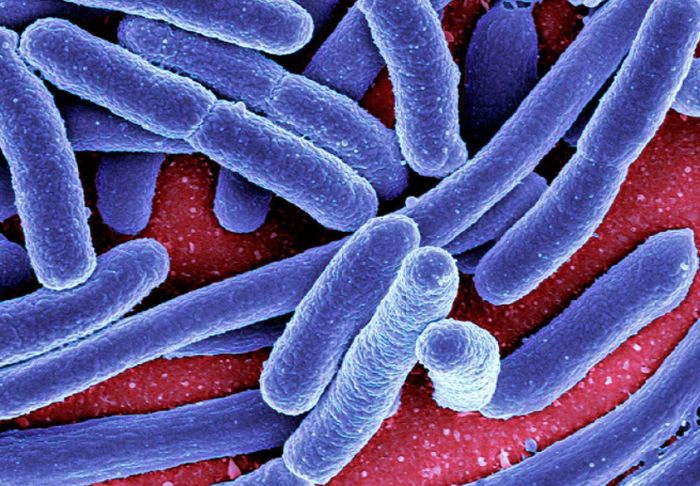 grafica paraziti intestinali