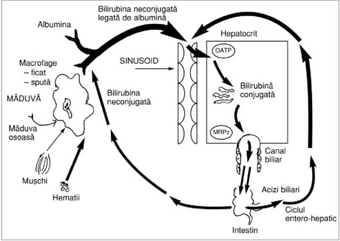 schema biirubina directa crescuta