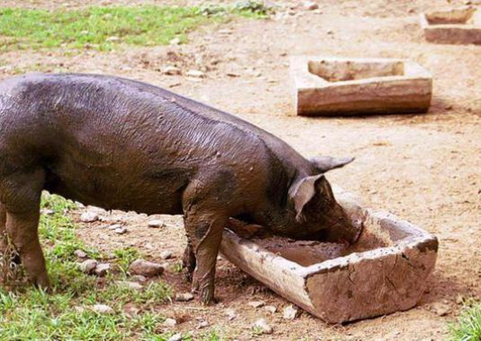 porc care mananca