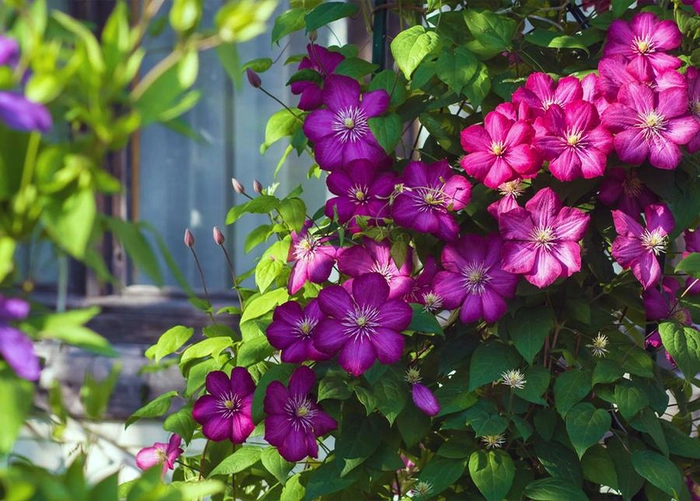 planta cataratoare cu flori roz
