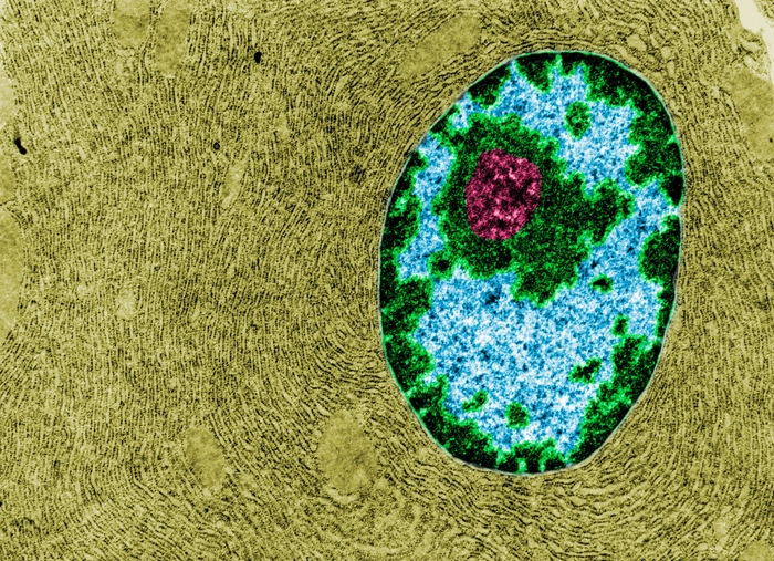celula la microscop