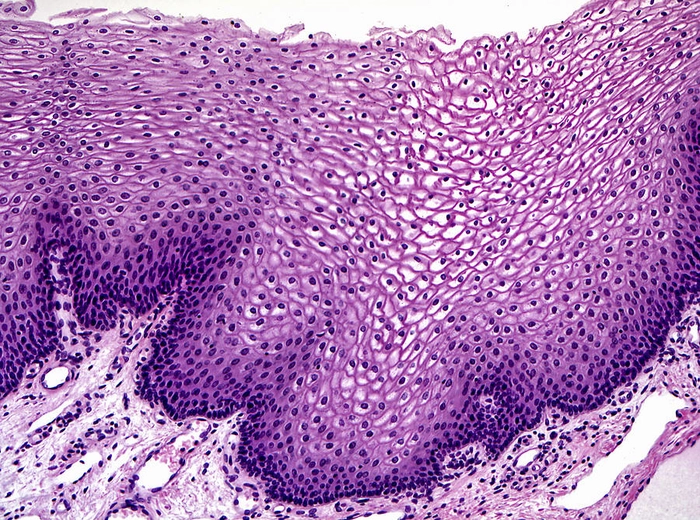 celule epiteliale la nivel microscopic