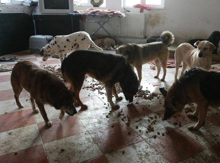 o imagine cu mai multi caini intr-o camera