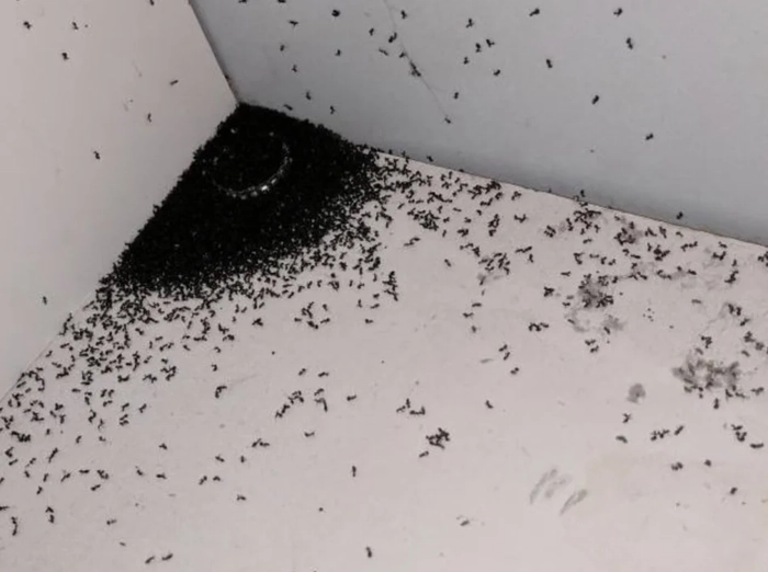 musuroi de furnici cu aripi in casa