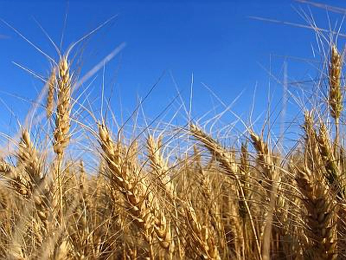 triticale pe câmp