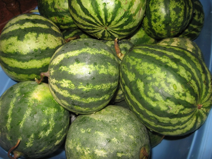 mai multi pepeni verzi intr-un butoi
