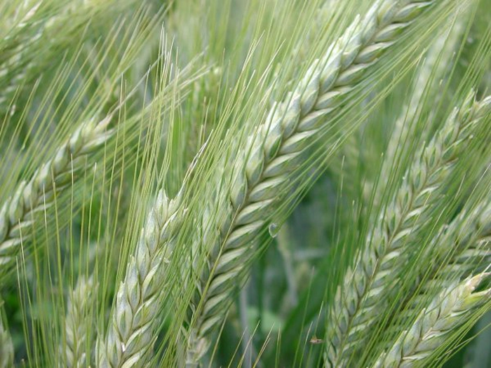 triticale