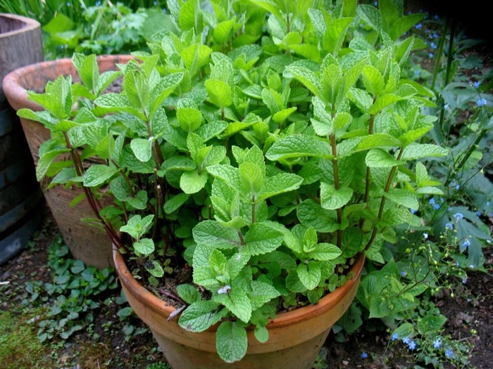 menta in ghiveci